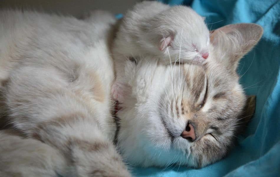 Soins postnatals d'une mère chatte et de ses chatons nouveau-nés