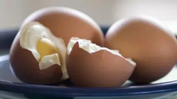 Les chiens peuvent-ils manger des œufs ?