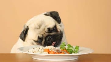 Les aliments qui conviennent aux chiens