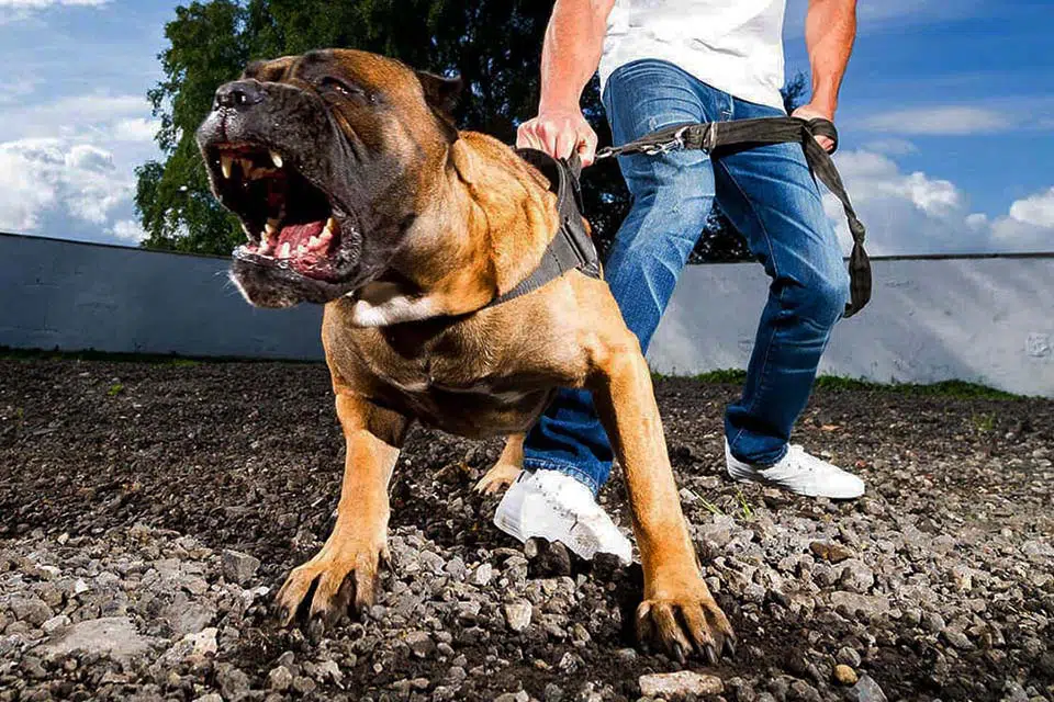 Chiens dangereux: Votre chiot est-il une race de chien dangereuse ?