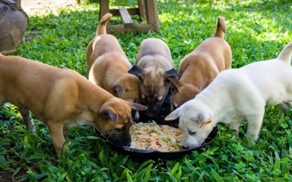 Quels sont les besoins nutritionnels des chiens ?