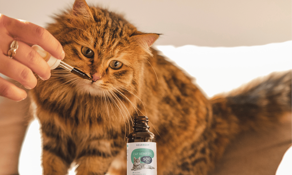 Comment fonctionne l'huile de CBD pour chats