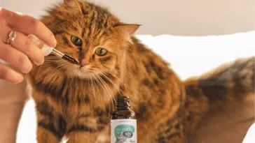 Comment fonctionne l'huile de CBD pour chats