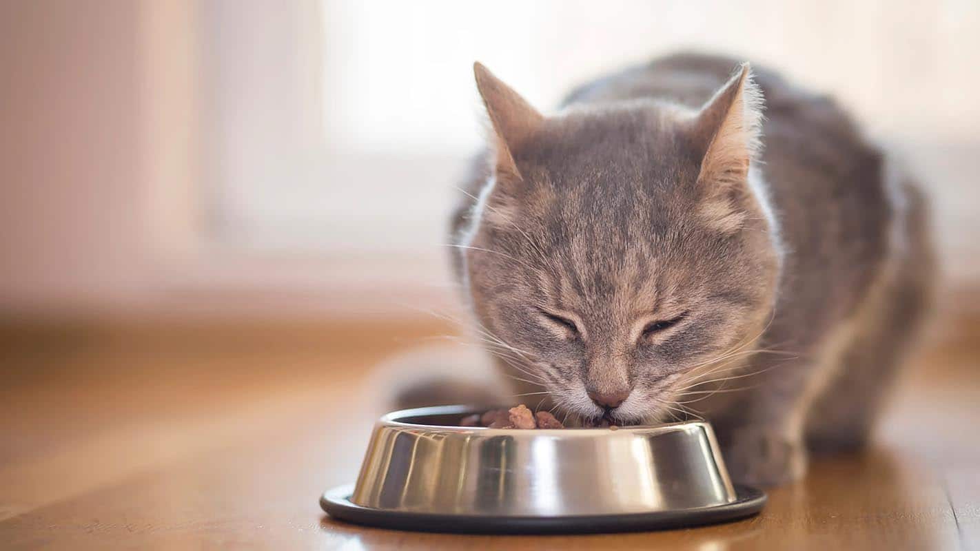 FAQ de l’alimentation du chat