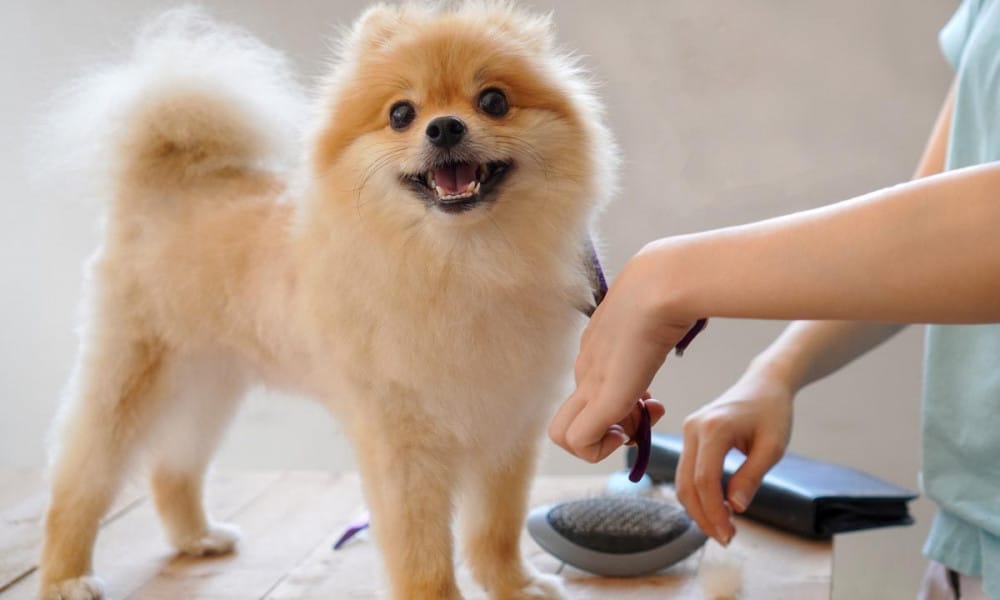 Le toilettage hygiénique du chien : Connaître les 5 principaux types de tonte pour les chiens