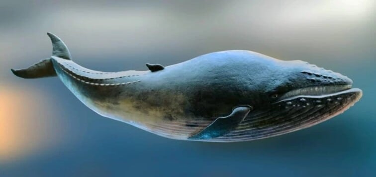 La baleine bleue, mesure 25 mètres de long.