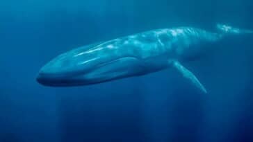 Le balaeonoptera, plus connu sous le nom de baleine bleue, mesure 25 mètres de long.