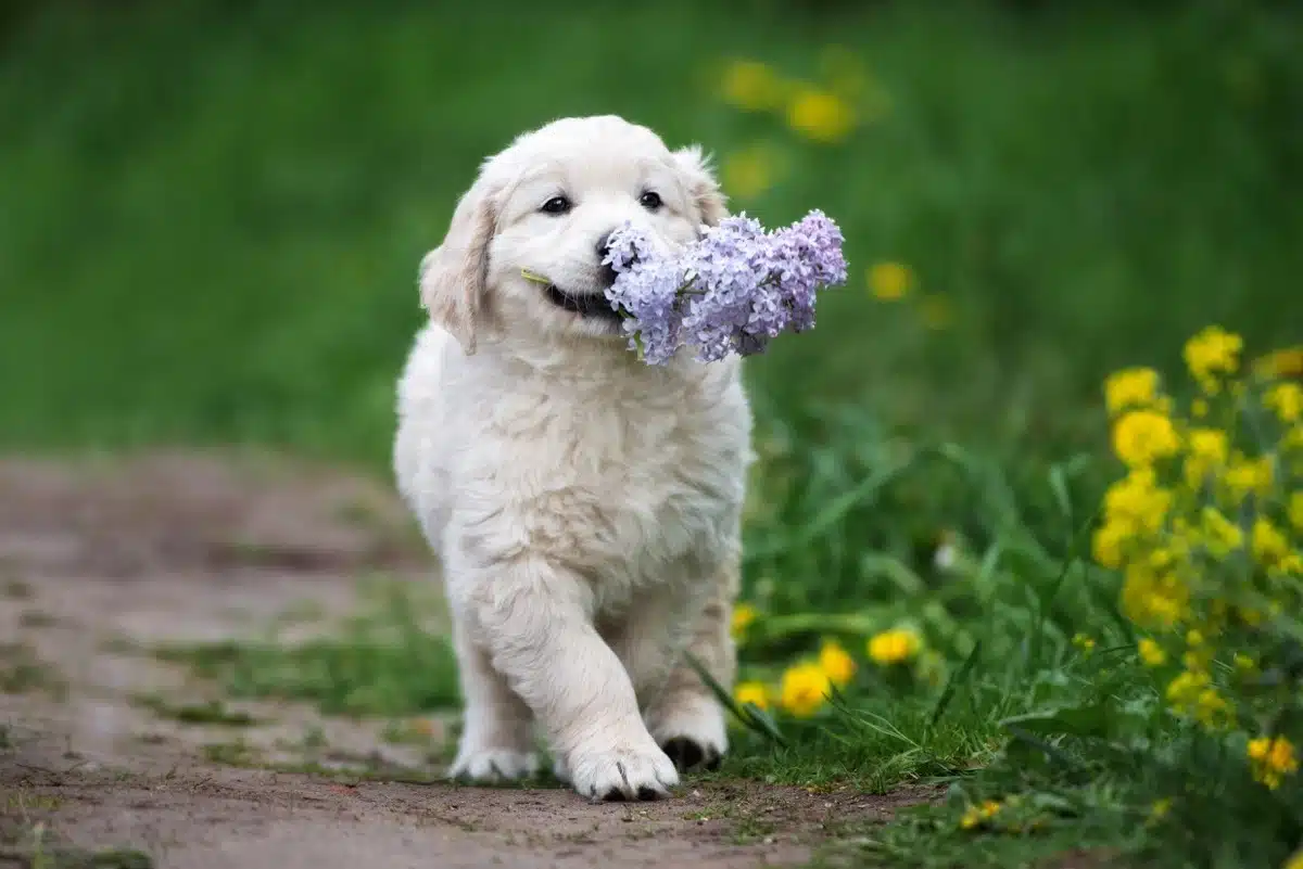 Les fleurs nous rendent joyeux, mais peuvent-elles aussi améliorer l'humeur de votre chiot ?
