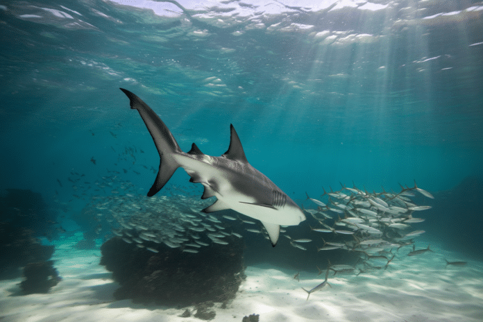 Queue Requin Le requin-renard et sa queue-fouet: l'arme anatomique qui assomme les ...