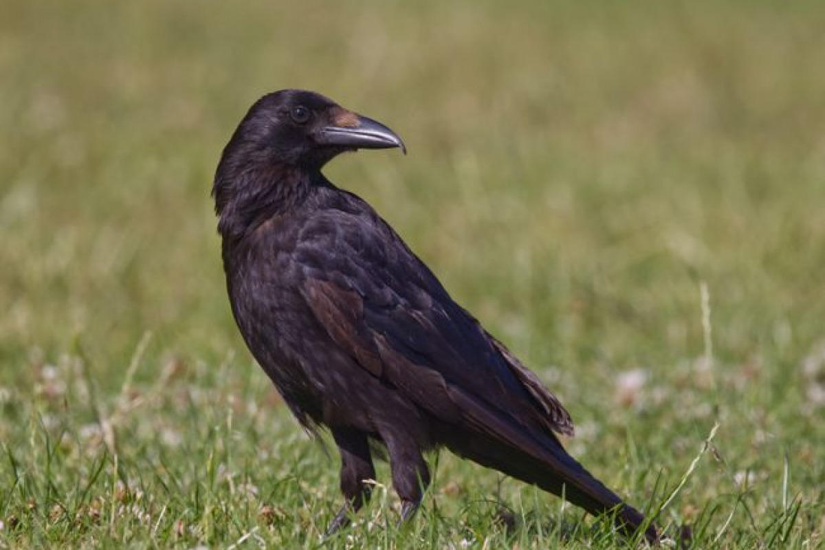 Plus qu'une alerte: un compagnon d'information Plus qu'une alerte: un compagnon d'information