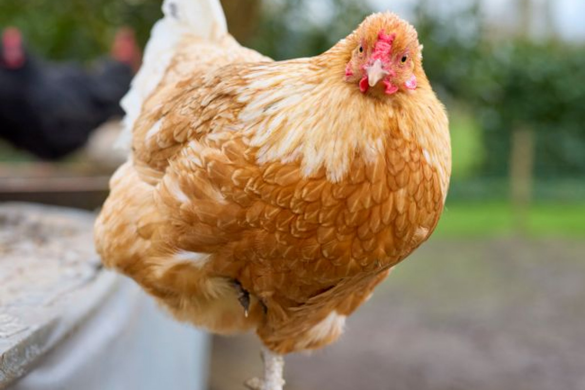 Un bénéfice étendu aux proches Un bénéfice étendu aux proches