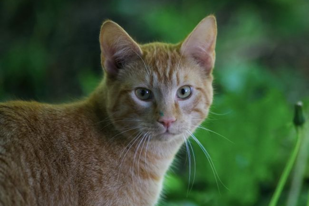 Un chat de 18 ans en parfaite santé Un chat de 18 ans en parfaite santé