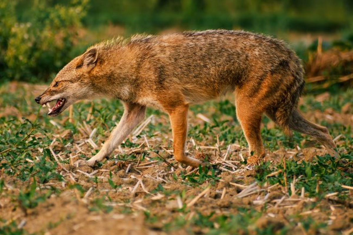 L'argument du loup: un contre-sens face à la vie moderne L'argument du loup: un contre-sens face à la vie moderne