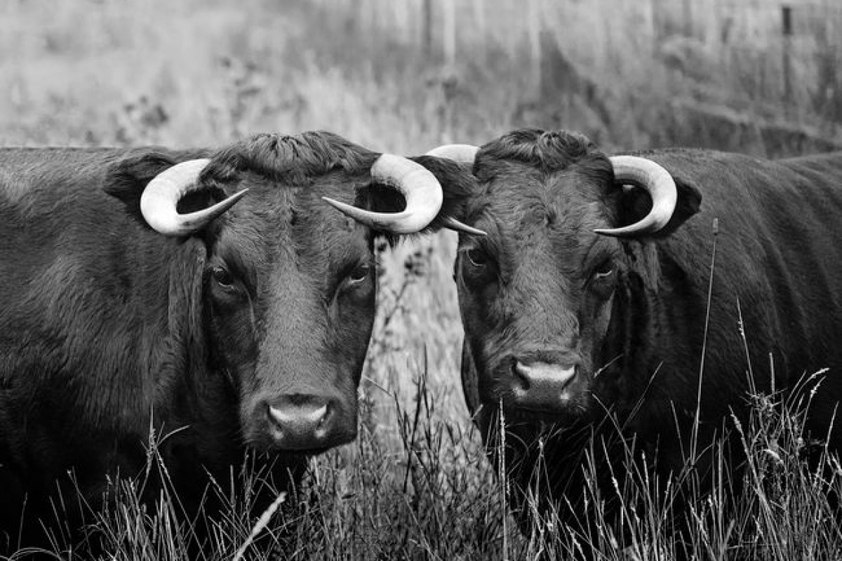 Un leitmotiv: le bien-être animal au cœur du projet Un leitmotiv: le bien-être animal au cœur du projet