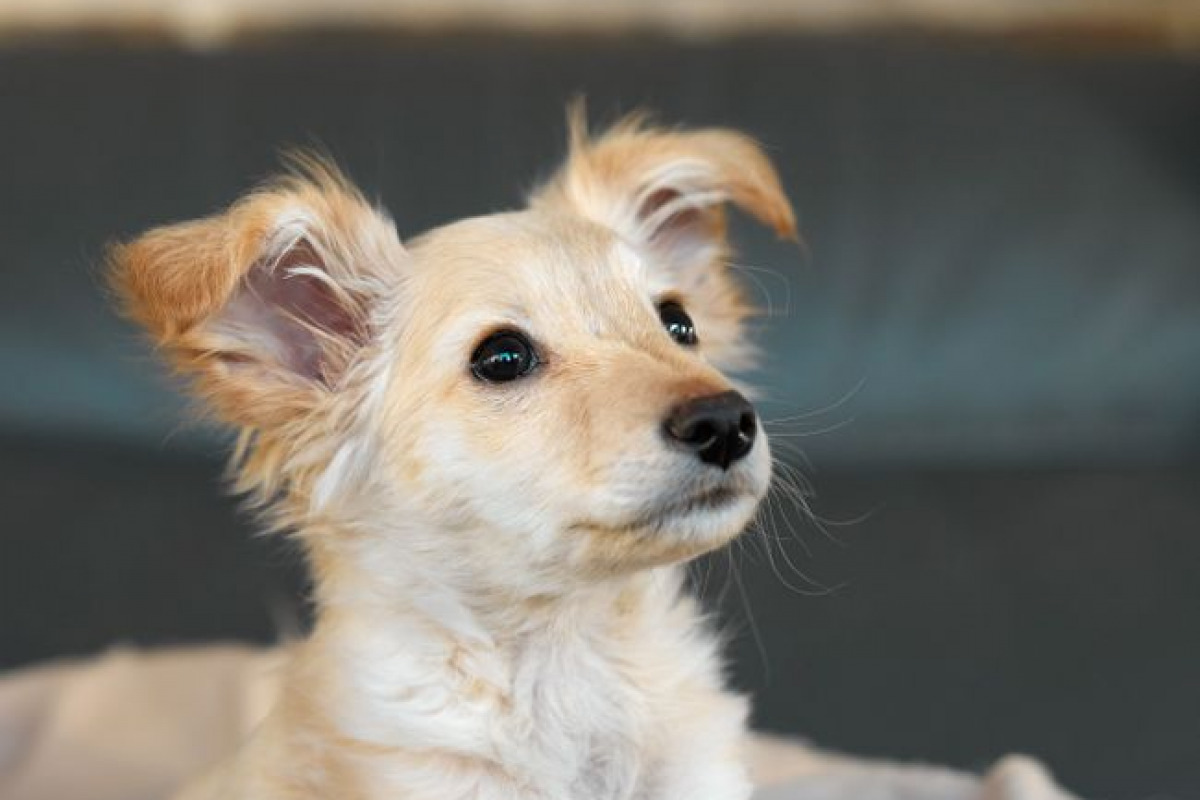 Ce que révèle cette amitié sur le comportement canin Ce que révèle cette amitié sur le comportement canin