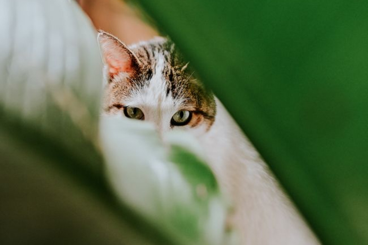 Pourquoi un chat sur deux échappe au contrôle annuel Pourquoi un chat sur deux échappe au contrôle annuel