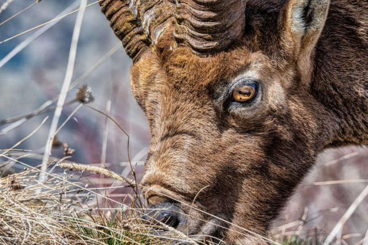 Les restrictions imposées aux animaux sauvages Les restrictions imposées aux animaux sauvages