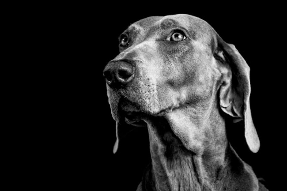 Les dogues allemands: un cas intermédiaire mais critique Les dogues allemands: un cas intermédiaire mais critique