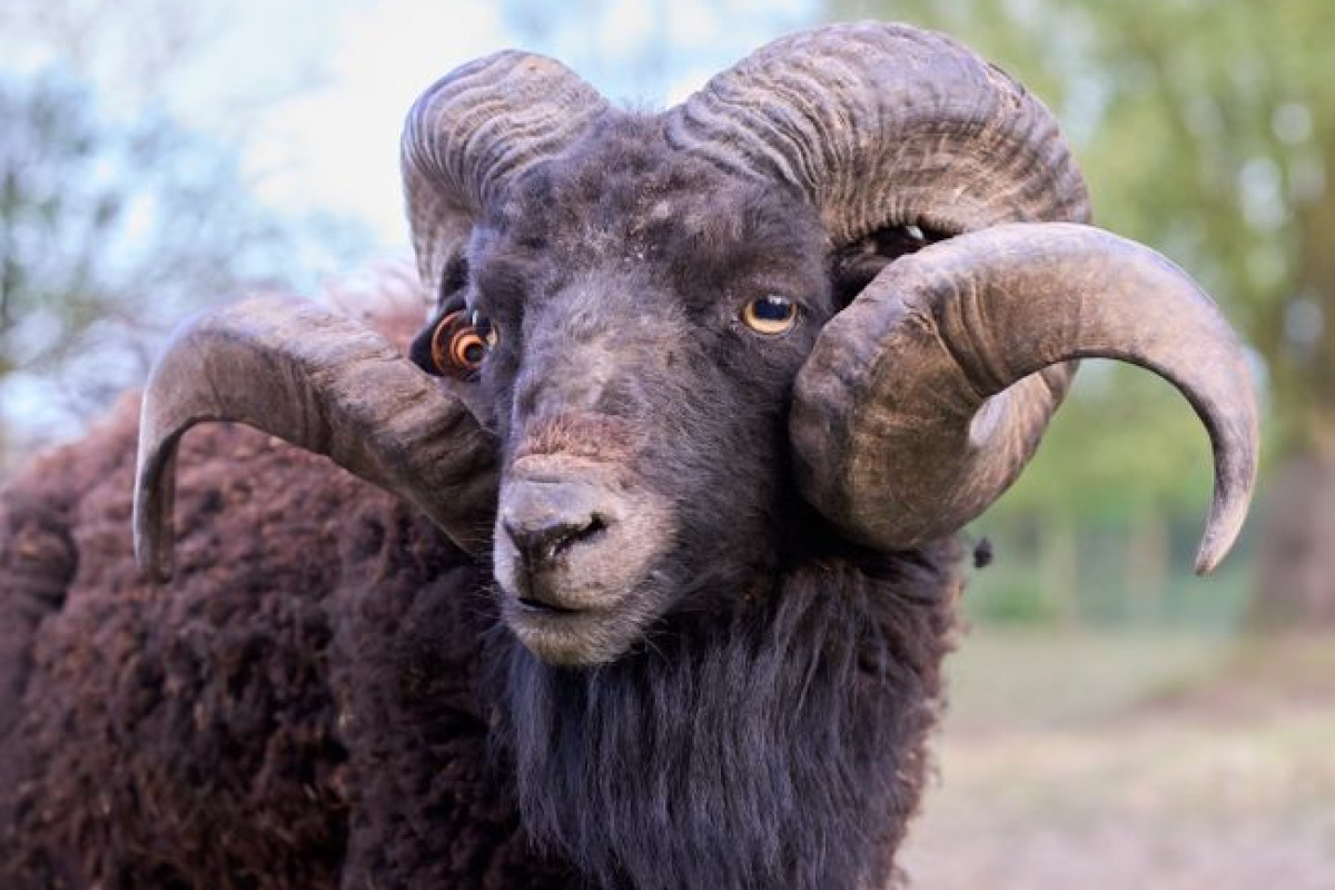 Combien d'animaux sont concernés? Combien d'animaux sont concernés?