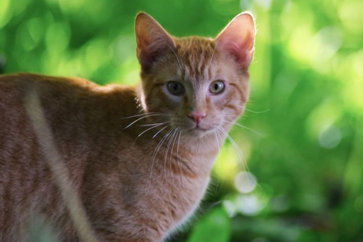 L'animal, pas l'ennemi des activités partagées L'animal, pas l'ennemi des activités partagées