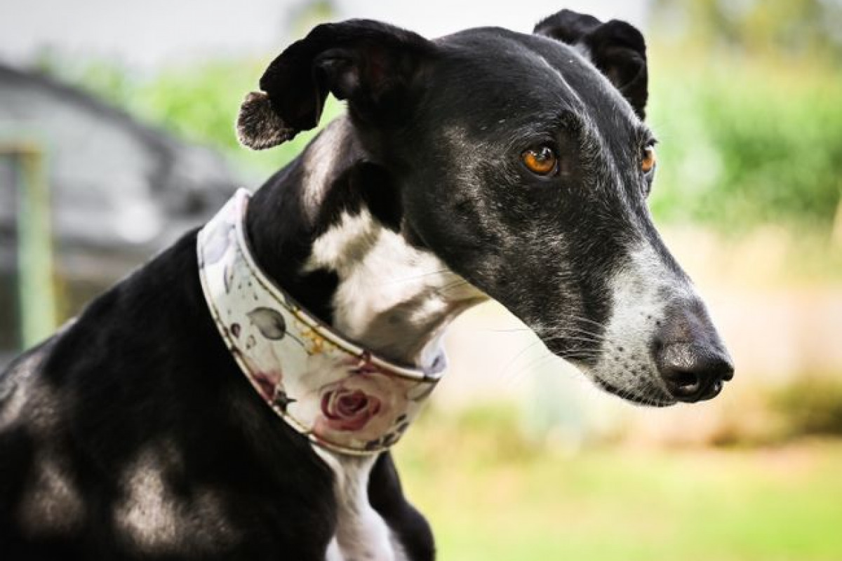 Les qualités reconnues du chien, à relativiser Les qualités reconnues du chien, à relativiser