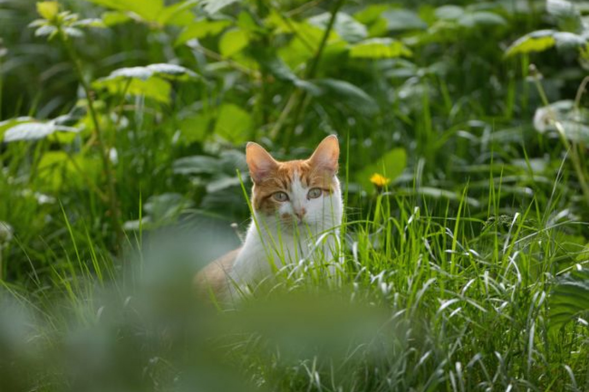 Implications pratiques pour l'alimentation du chat Implications pratiques pour l'alimentation du chat