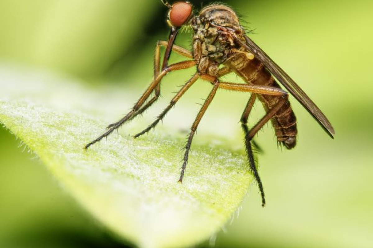 Parasites: une menace persistante Parasites: une menace persistante