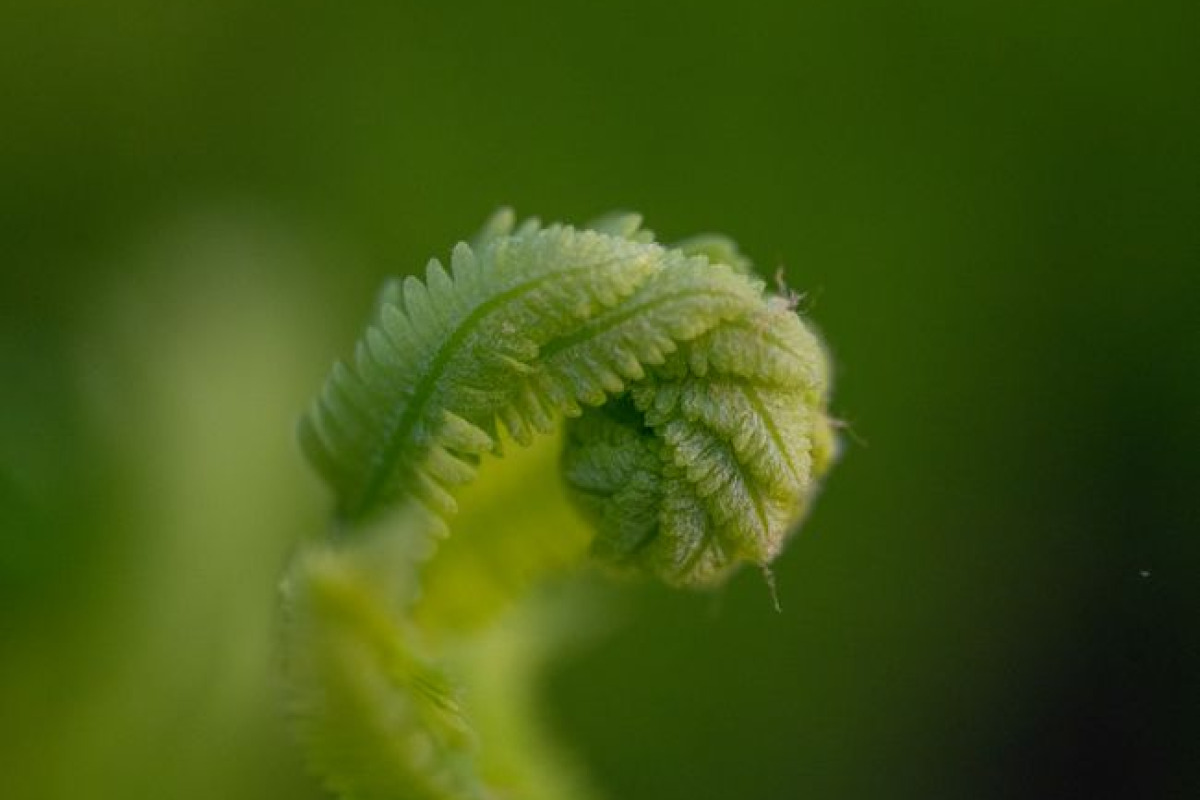 Le rôle des « biotiques » pour la digestion Le rôle des « biotiques » pour la digestion
