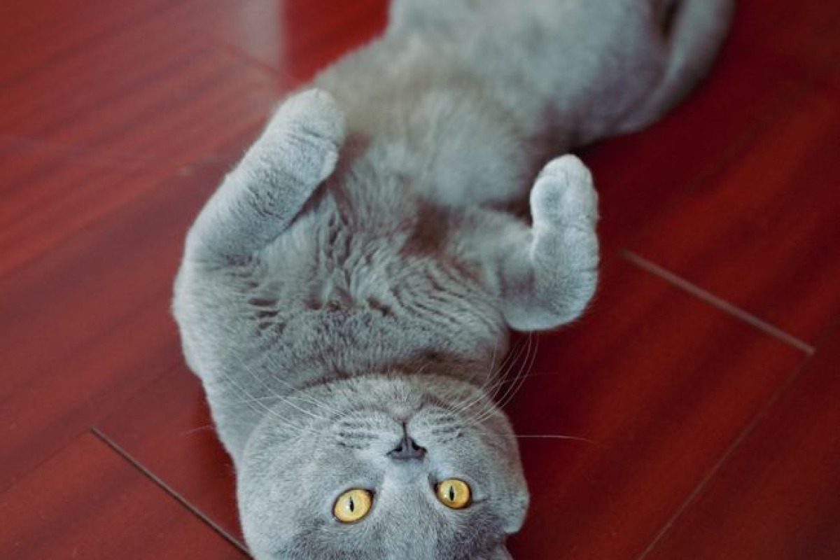 Sacré de Birmanie et British Shorthair: progression modérée Sacré de Birmanie et British Shorthair: progression modérée