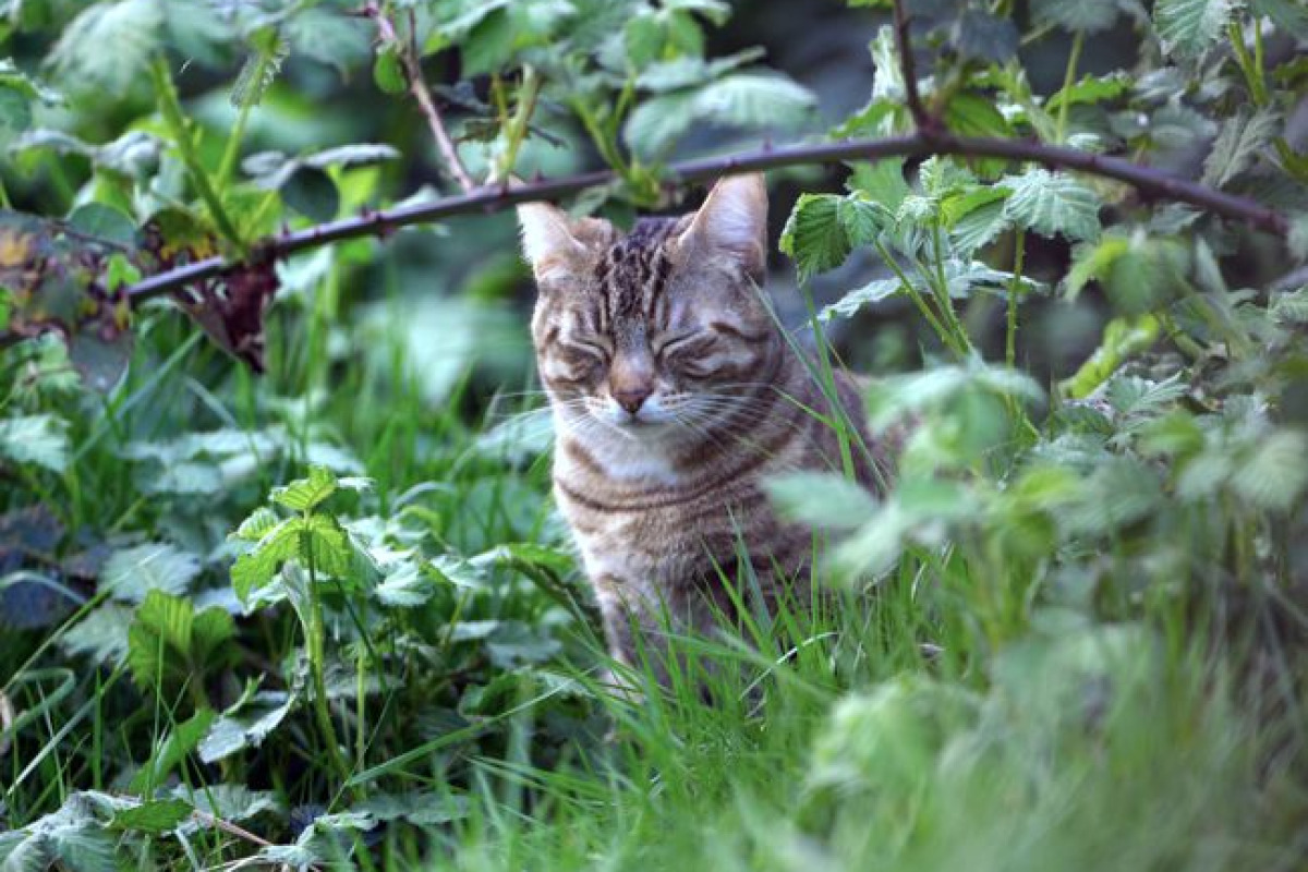 British Shorthair: présence discrète et rassurante British Shorthair: présence discrète et rassurante