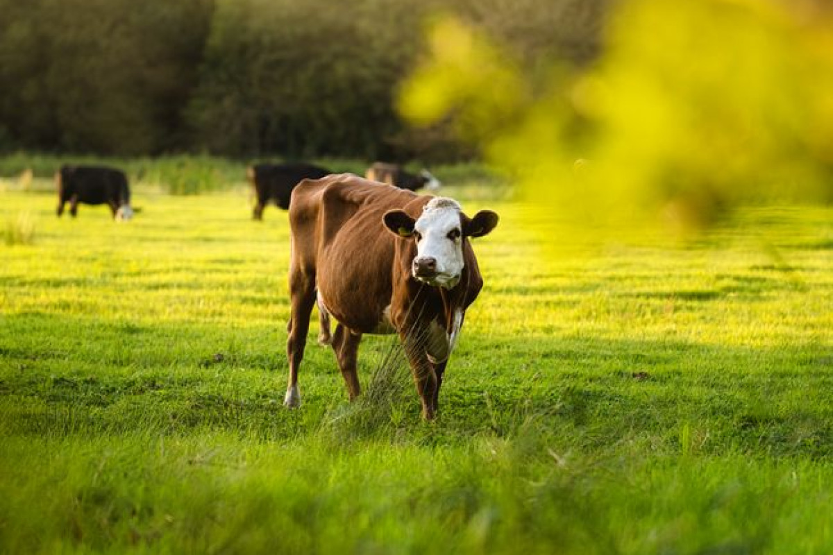 Alimentation: priorité aux protéines animales Alimentation: priorité aux protéines animales