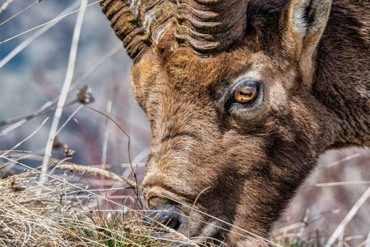 Vers de nouveaux modèles animaux Vers de nouveaux modèles animaux