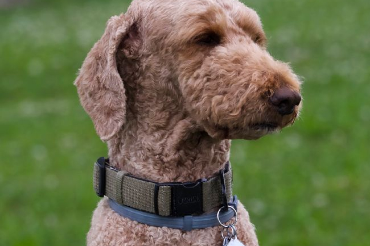 Le piège des croisements avec caniche Le piège des croisements avec caniche