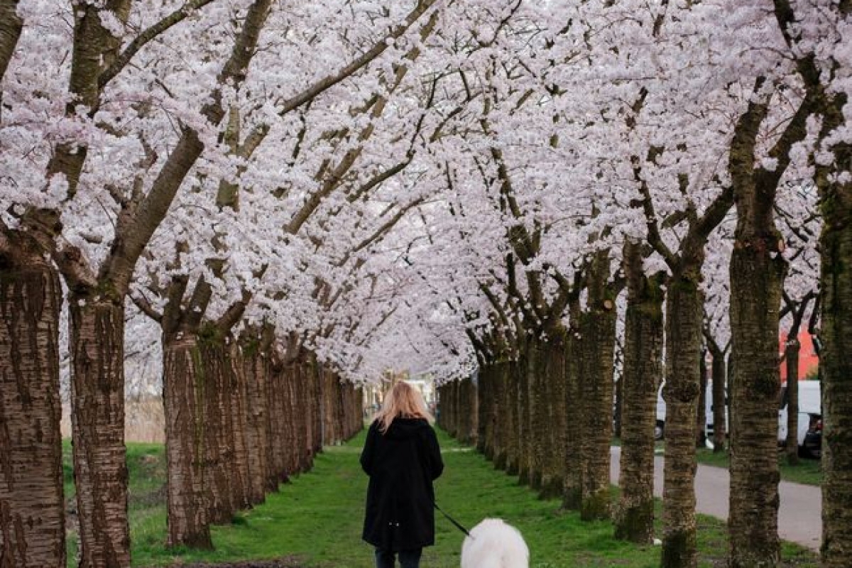 Scène printanière sereine d'une femme promenant un chien blanc sous un tunnel de cerisiers en fleurs Scène printanière sereine d'une femme promenant un chien blanc sous un tunnel de cerisiers en fleurs