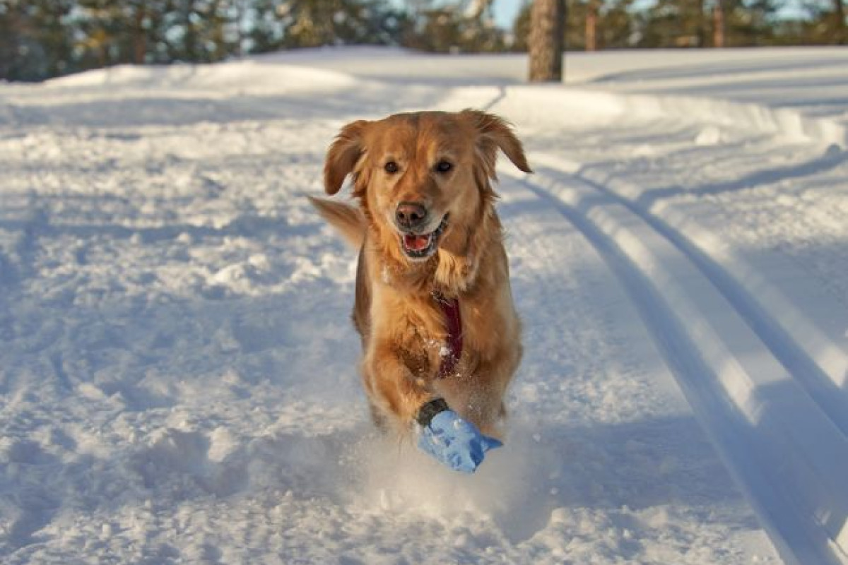Golden retriever heureux courant dans la neige avec des bottes bleues à Krøderen, Norvège Golden retriever heureux courant dans la neige avec des bottes bleues à Krøderen, Norvège