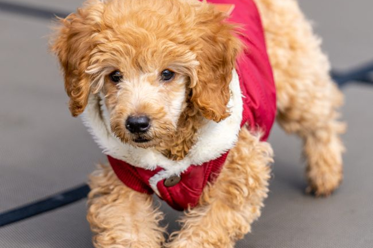 Charmant chiot caniche en manteau rouge douillet profite d'une aventure en plein air Charmant chiot caniche en manteau rouge douillet profite d'une aventure en plein air