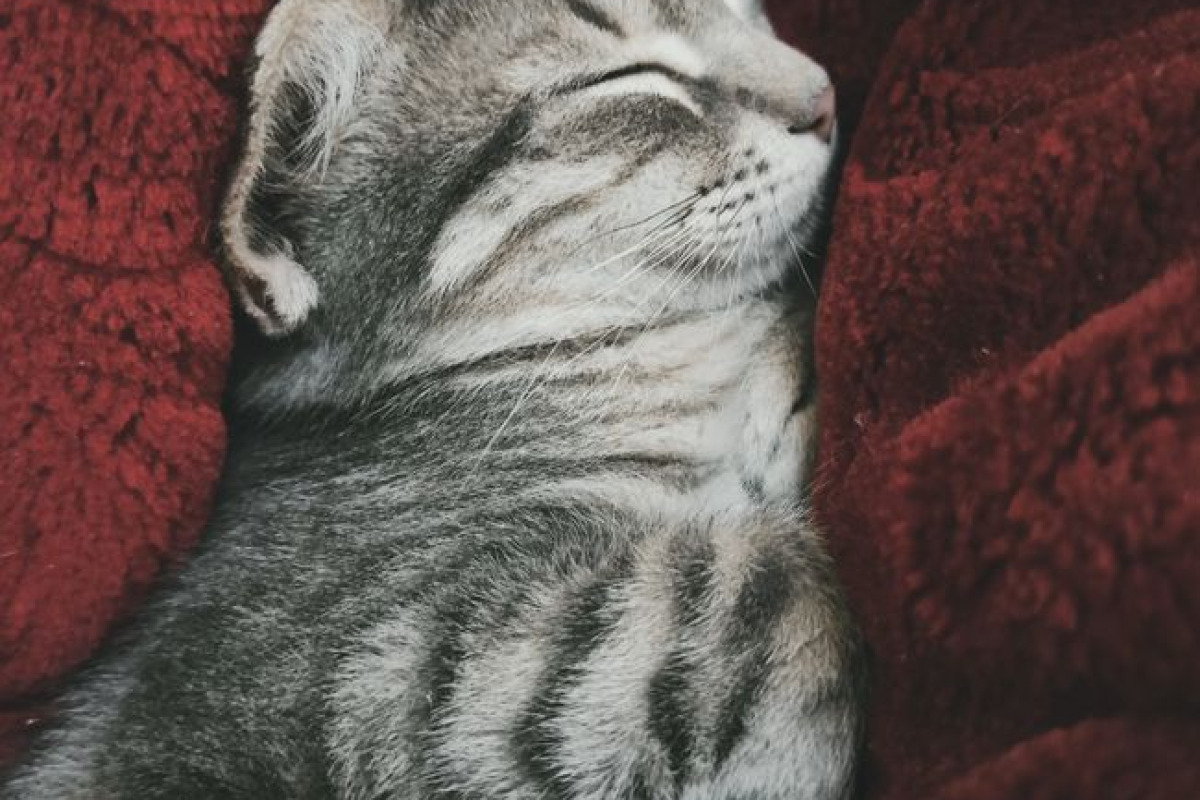Un chaton tigré dort paisiblement sur une couverture rouge en peluche, moment douillet Un chaton tigré dort paisiblement sur une couverture rouge en peluche, moment douillet