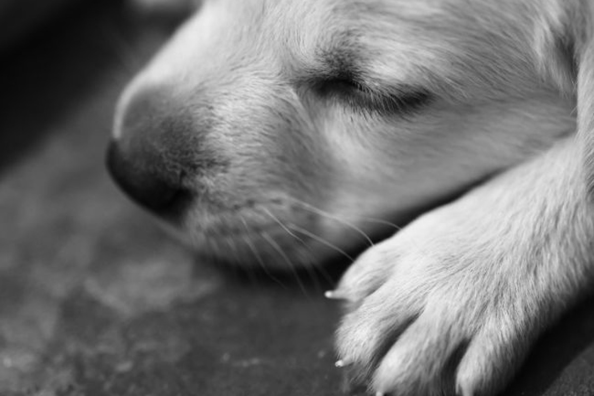 Jeune chiot dormant paisiblement sur le sol en noir et blanc Jeune chiot dormant paisiblement sur le sol en noir et blanc