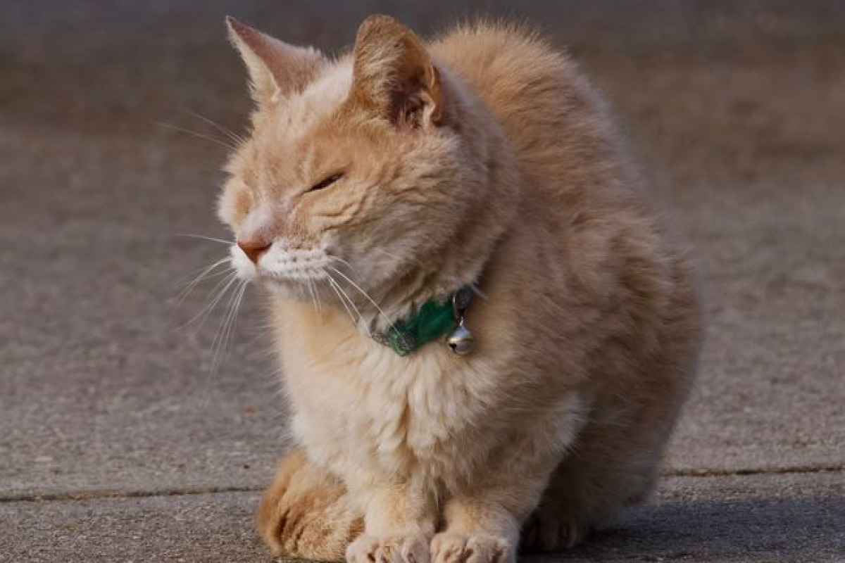 Un chat roux avec un collier vert se prélasse au soleil dehors à Athens, Alabama Un chat roux avec un collier vert se prélasse au soleil dehors à Athens, Alabama