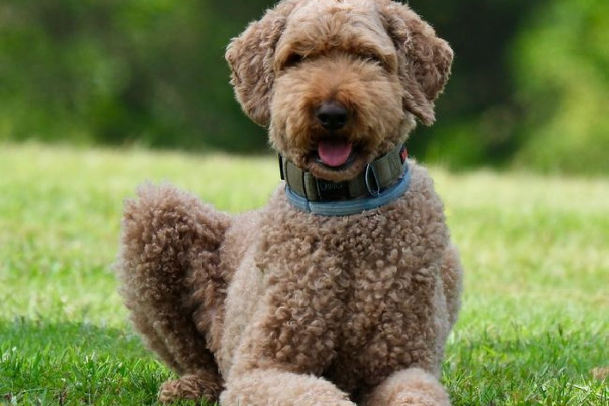 Un chien Labradoodle mignon couché sur une pelouse ensoleillée à Decatur, Alabama Un chien Labradoodle mignon couché sur une pelouse ensoleillée à Decatur, Alabama