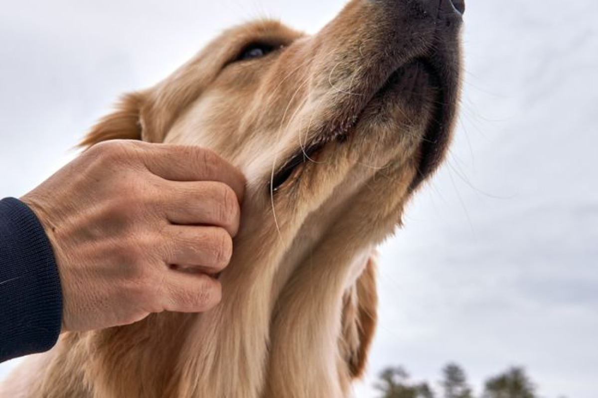 Gros plan d'un golden retriever caressé affectueusement par une main dehors dans la nature Gros plan d'un golden retriever caressé affectueusement par une main dehors dans la nature