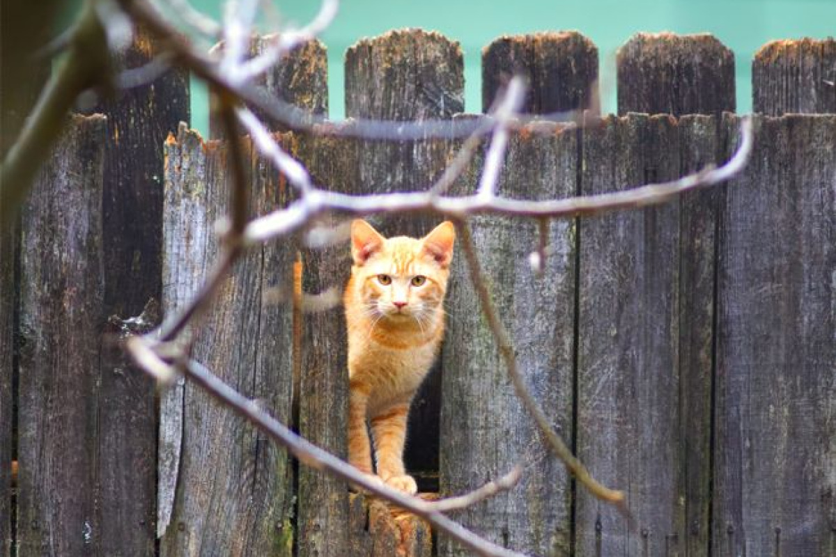 Chat orange joueur regardant à travers une clôture en bois, scène extérieure curieuse Chat orange joueur regardant à travers une clôture en bois, scène extérieure curieuse