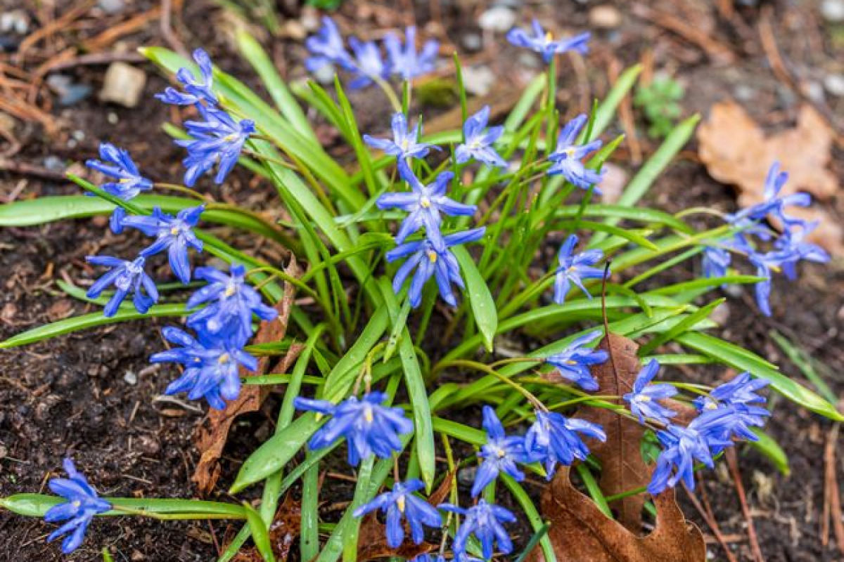 Plantes à bulbes et plantes basses: dangers du printemps Plantes à bulbes et plantes basses: dangers du printemps