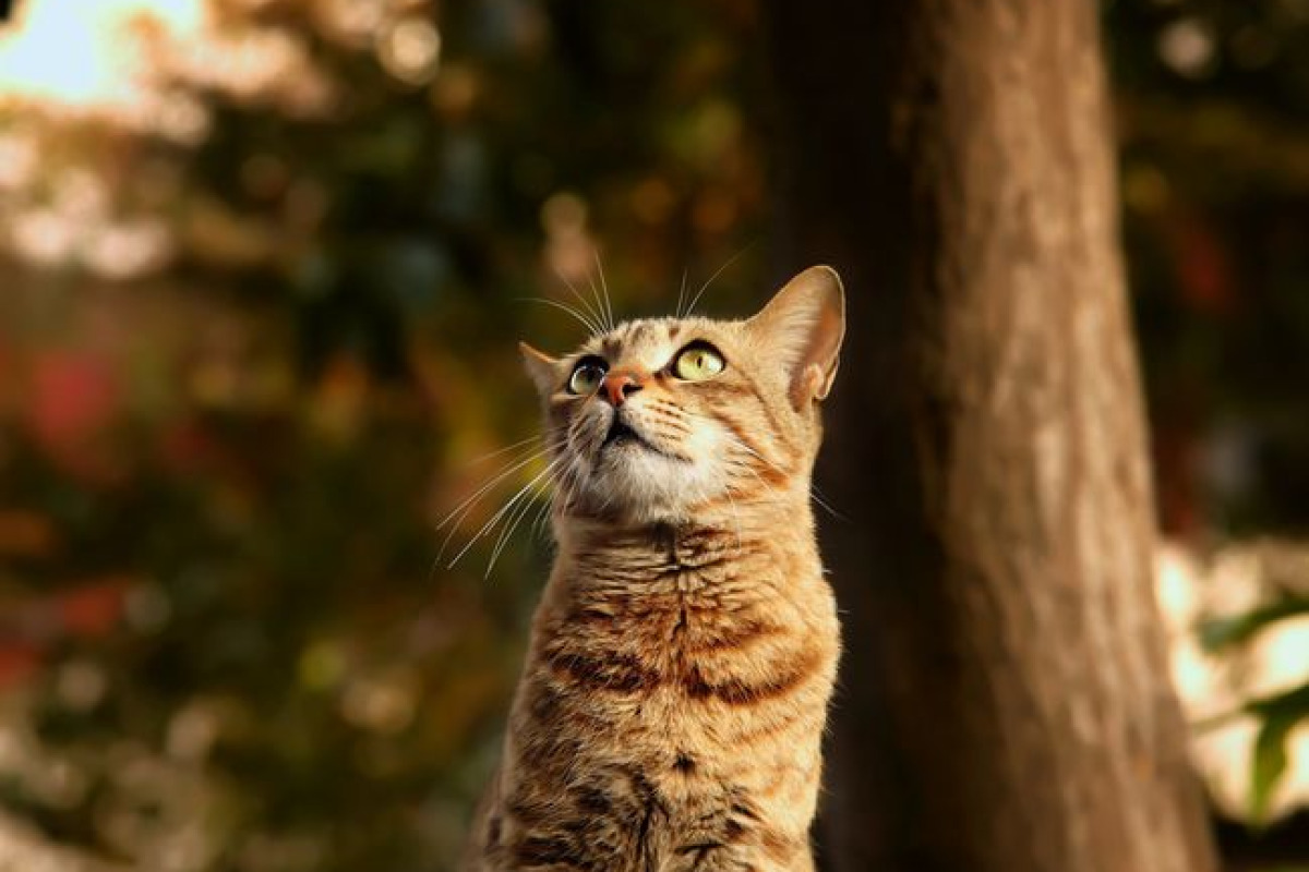Chat tigré curieux regardant vers le haut dans un décor extérieur chaleureux à Chandigarh, Inde Chat tigré curieux regardant vers le haut dans un décor extérieur chaleureux à Chandigarh, Inde