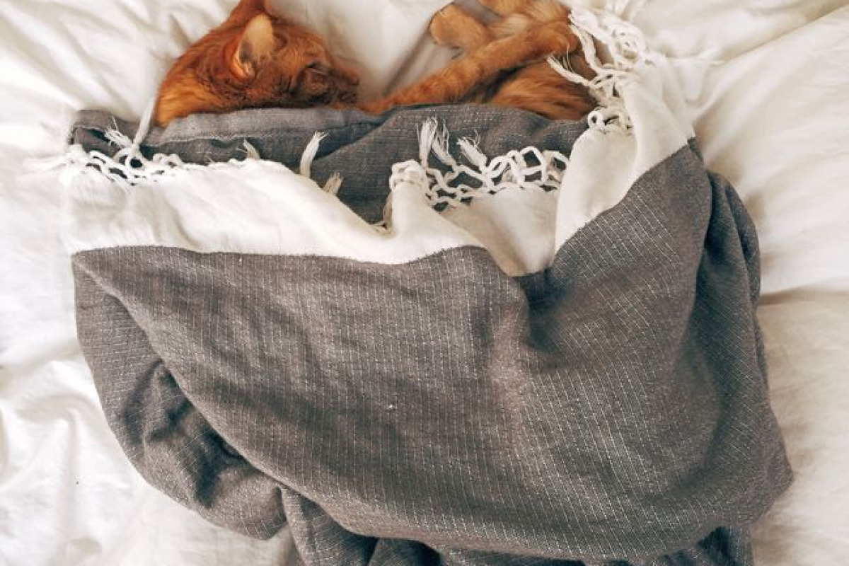 Quand le chat devient source de tension Quand le chat devient source de tension