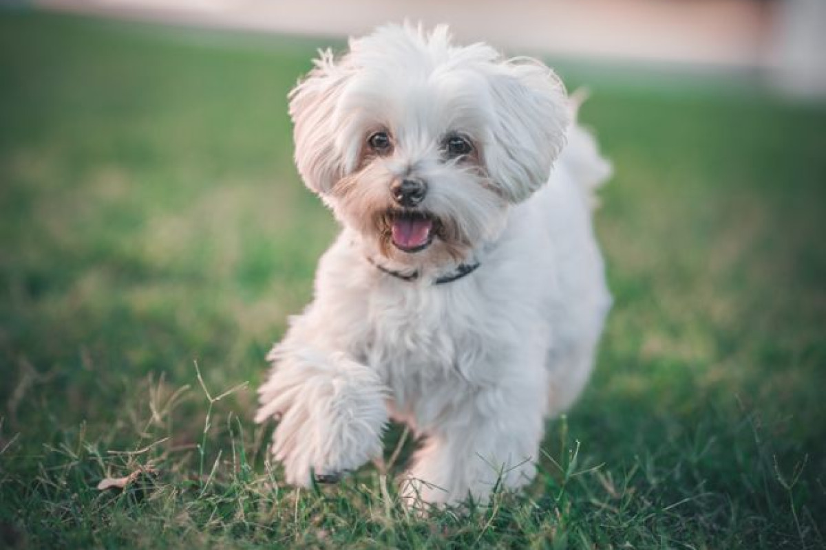 Adorable chien blanc Maltais courant joyeusement sur une pelouse verte Adorable chien blanc Maltais courant joyeusement sur une pelouse verte