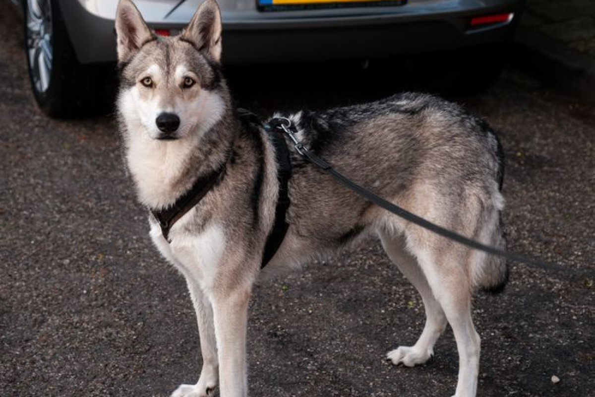 Saarloos Wolfdog en laisse, alerte, dans une rue de Muiderberg aux Pays-Bas Saarloos Wolfdog en laisse, alerte, dans une rue de Muiderberg aux Pays-Bas