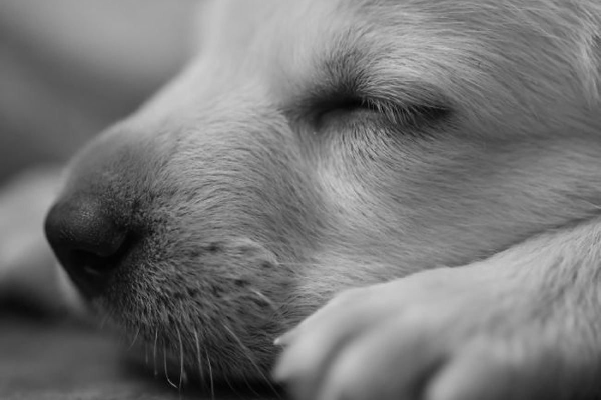 Gros plan d'un chiot endormi, capturé dans un portrait serein en noir et blanc Gros plan d'un chiot endormi, capturé dans un portrait serein en noir et blanc
