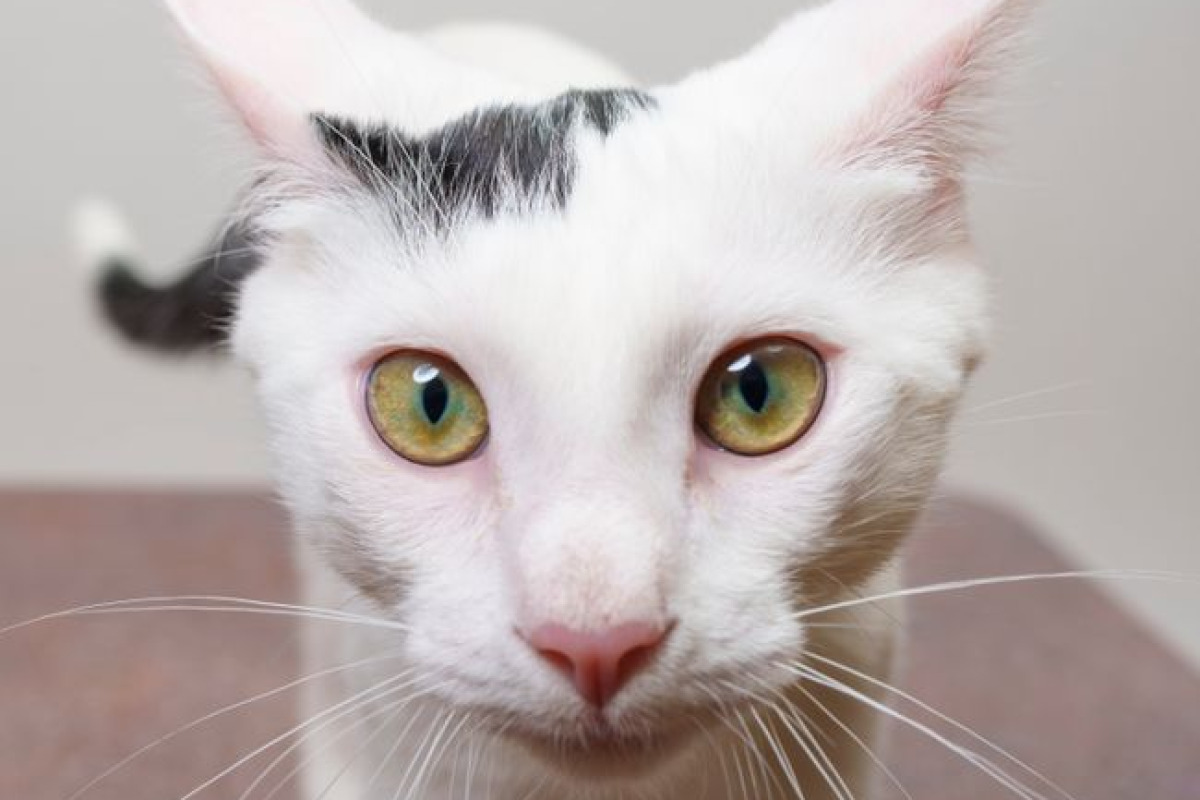 Un chat tigré curieux aux yeux saisissants regarde directement l'appareil à Palo Alto, CA Un chat tigré curieux aux yeux saisissants regarde directement l'appareil à Palo Alto, CA