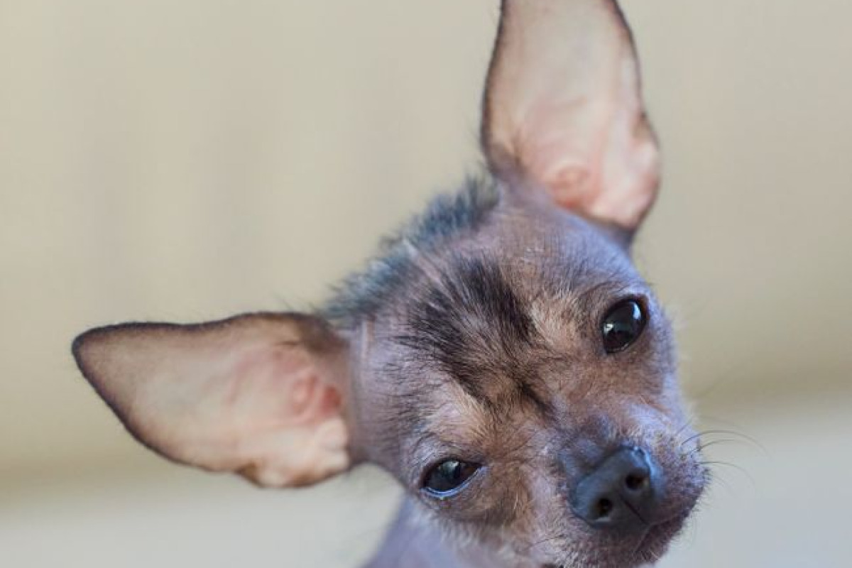 Adorable chien sans poils aux grandes oreilles posant curieusement en portrait Adorable chien sans poils aux grandes oreilles posant curieusement en portrait